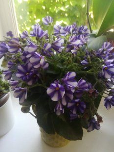 Сенполія химера Norton's Elaine PLT-SENP-CHIM-33 фото