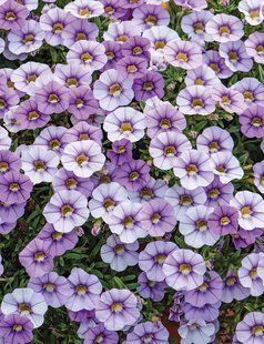 Калібрахоа Ombre Blue вазон PLT-AN-VAZ-838 фото