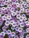 Калібрахоа Ombre Blue вазон PLT-AN-VAZ-838 фото 1