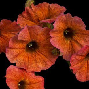 Петхоа Beutical Cinnamon касетний живець PLT-AN-CAS-630 фото