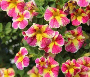 Калібрахоа Tropical Sunrise касетна розсада PLT-AN-CAS-767 фото