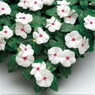 Насіння квітів 10шт Катарантус кущовий Sun Storm White with Eye SDS-AN-FAS-70 фото