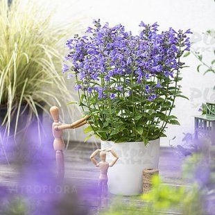 Непета(Котовник) Blue Planet касетна розсада PLT-NEP-CAS-1250 фото