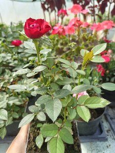 Троянда 🌹Red PLT-ROSE-RED-1119 фото