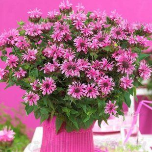 Монарда (Рута)Cranberry Lace касетна розсада PLT-MON-CAS-1251 фото