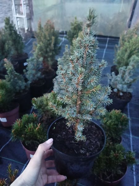Ялина блакитна канадська Blue Wonder(Блю Вондер) PLT-PIC-BWON-1201 фото