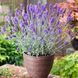 Лаванда вузьколиста Scent Blue PLT-PR-P9-458 фото 1
