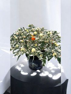 Соланум(Паслін)варієгатний (Solanum Variegatum)  касетний черенок PLT-SOL-CAS-1350 фото