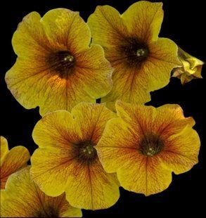 Петхоа  Caramel Yellow PLT-AN-CAS-632 фото