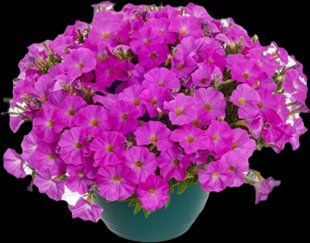 Петхоа  Pretty Pink квітуча PLT-AN-VAZ-948 фото