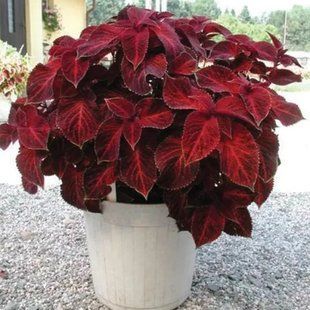 Насіння квітів Колеус Wizard Velvet Red 10шт SDS-AN-FAS-466 фото