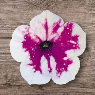 Петунія Alpetunia Purple White  Sky касетна розсада PLT-AN-CAS-1296 фото