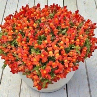 Насіння квітів ротики ампельні 10шт Candy Showers Orange SDS-AN-FAS-1155 фото