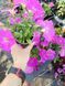 Петхоа  Pretty Pink квітуча PLT-AN-VAZ-948 фото 3