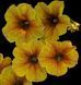 Петхоа  Caramel Yellow PLT-AN-CAS-632 фото 1