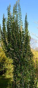 Плющ звичайний Еректа(Hedera helix Erecta) касетна розсада PLT-HED-MAR-1301 фото
