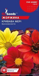 Насіння квітів Жоржина Кривава Мері SDS-AN-PAC-819 фото