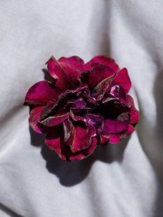 Петунія махрова Sweet Sunshine Burgundy касетна розсада PLT-AN-CAS-1297 фото