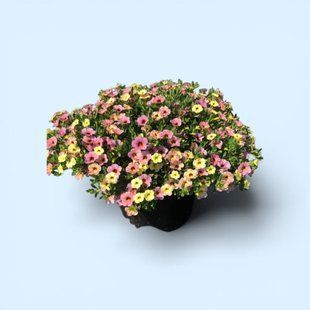 Калібрахоа Сhameleon Sunshine Berry касетна розсада PLT-AN-CAS-770 фото