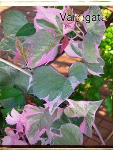 Іпомея Variegata касетна розсада PLT-IP-CAS-1353 фото