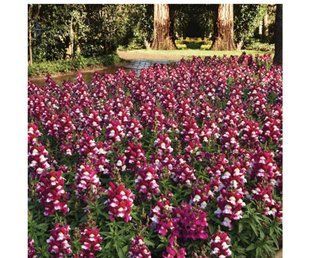 Насіння квітів 10шт Ротики махрові Snapshot Burgundy Bicolor SDS-AN-FAS-1157 фото