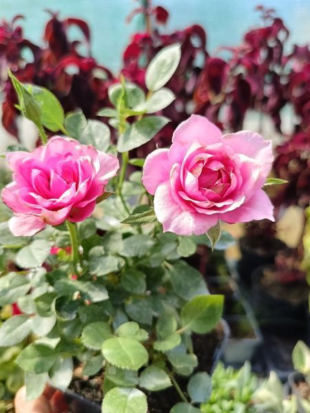 Троянда 🌹Rose PLT-ROSE-ROSE-1122 фото