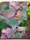 Іпомея Variegata касетна розсада PLT-IP-CAS-1353 фото 1