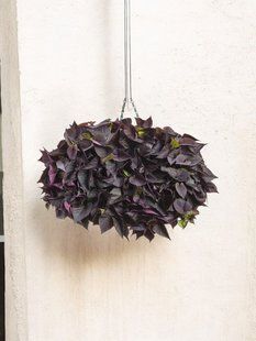 Іпомея Sweet Purple Heart касетна розсада PLT-IP-CAS-1354 фото