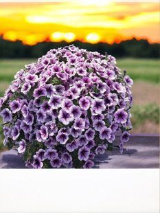 Петунія ампельна Opera Supreme Purple Vein касетний живець  PLT-AN-CAS-1206 фото