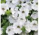 Сурфінія White PLT-AN-CAS-636 фото 1