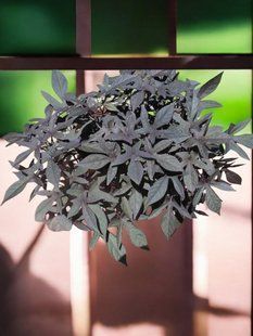 Іпомея Sweet Caroline Deep Purple  касетна розсада PLT-IP-CAS-1355 фото
