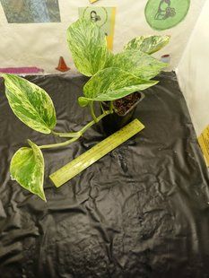 Сциндапсус Marble Queen 👑 PLT-SZ-MQUEEN-853 фото