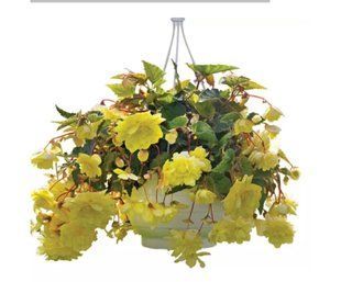 Насіння квітів Бегонія клубнева Illumination  Lemon 5шт SDS-AN-FAS-321 фото