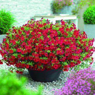 Калібрахоа Classic Red PLT-AN-CAS-773 фото