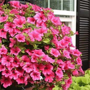 Сурфінія Hot Pink PLT-AN-CAS-637 фото