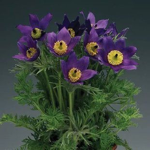Насіння квітів сон-трава Pinwhell Blue Violet Shades 5шт SDS-PR-FAS-577 фото