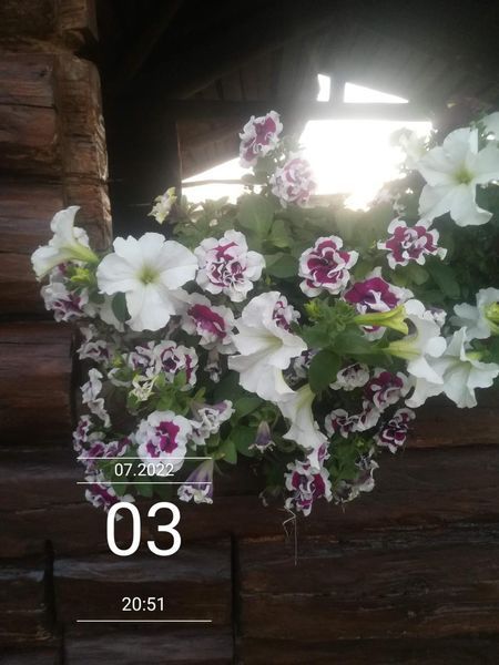 Петунія Набір №7(3шт)вегетативна серія Conchita касетний живець PLT-AN-CAS-557 фото