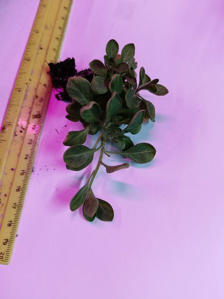 Петунія Itsy Blue касетна розсада PLT-ITSY-CAS-1068 фото