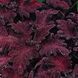 Насіння квітів 10шт Колеус Black Dragon SDS-AN-FAS-76 фото 1