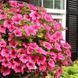 Сурфінія Hot Pink PLT-AN-CAS-637 фото 1