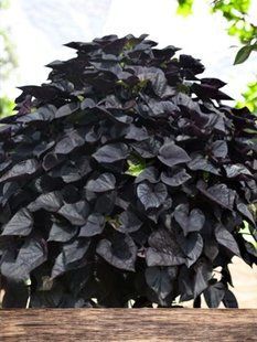 Іпомея Black Tone касетна розсада PLT-IP-CAS-1356 фото