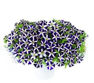 Петунія Amore Purple Heart PLT-AN-CAS-1069 фото