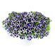 Петунія Amore Purple Heart PLT-AN-CAS-1069 фото 1