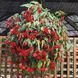 Насіння квітів Бегонія Illumination Scarlet 5шт SDS-AN-FAS-322 фото 1