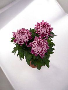 №55 Хризантема Cosmo Compact Purple горщикова касетна розсада PLT-CH-55CAS-1347 фото