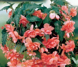 Насіння квітів Бегонія Illumination Salmon Pink 5шт SDS-AN-FAS-323 фото