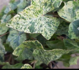 Плющ звичайний Мармората(Hedera helix Marmorata)  касетна розсада PLT-HED-MAR-1305 фото