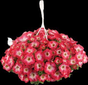 Сурфінія Coral Morn PLT-AN-CAS-639 фото