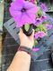 Петунія Conchita Grande Lavender квітуча PLT-AN-VAZ-954 фото 2