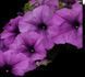 Петунія Conchita Grande Lavender квітуча PLT-AN-VAZ-954 фото 1